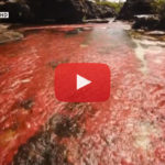 NatGeo Wild Colombia: Serranía de La Macarena, Caño Cristales, programa completo YouTube
