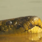 Anaconda verde en la Serranía de La Macarena