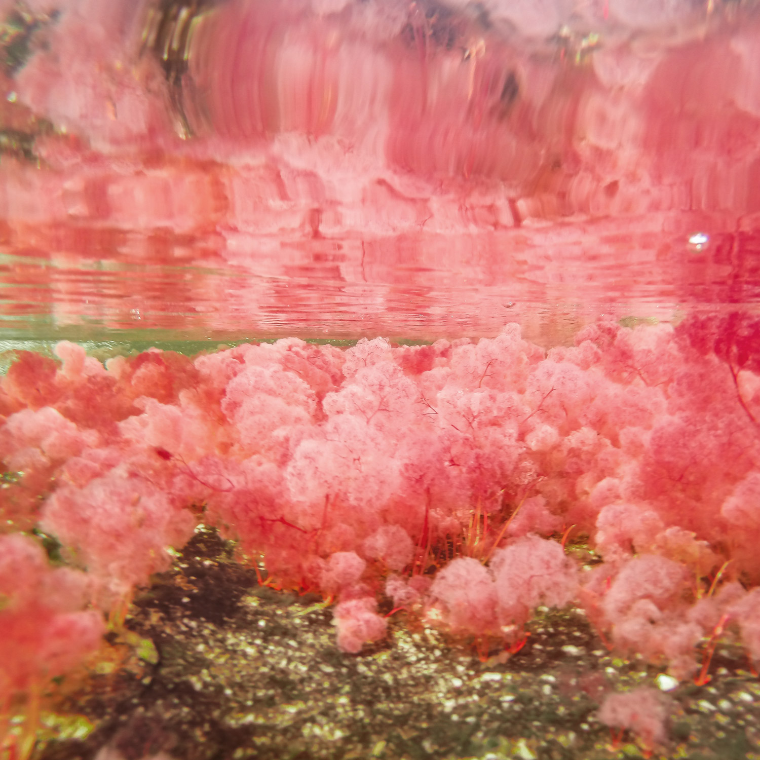 Viaje a Caño Cristales 2020