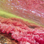 Foto subacuática de Caño Cristales